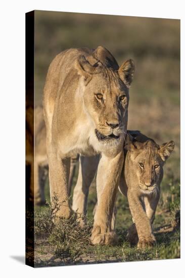 Lioness with Cub (Panthera Leo), Kgalagadi Transfrontier Park, Northern Cape, South Africa, Africa-Ann & Steve Toon-Premier Image Canvas
