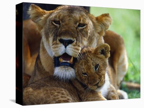 Lioness with Cub-Joe McDonald-Premier Image Canvas