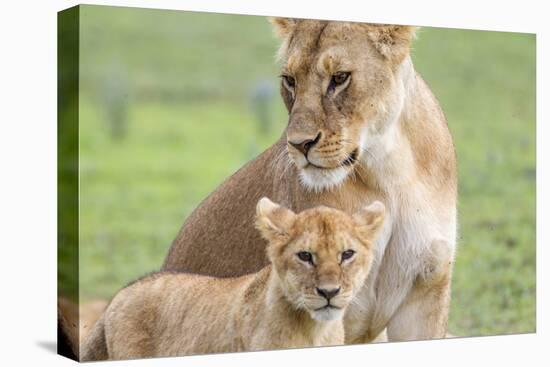 Lioness with its Cub Standing Together, Ngorongoro, Tanzania-James Heupel-Premier Image Canvas