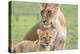 Lioness with its Cub Standing Together, Ngorongoro, Tanzania-James Heupel-Premier Image Canvas