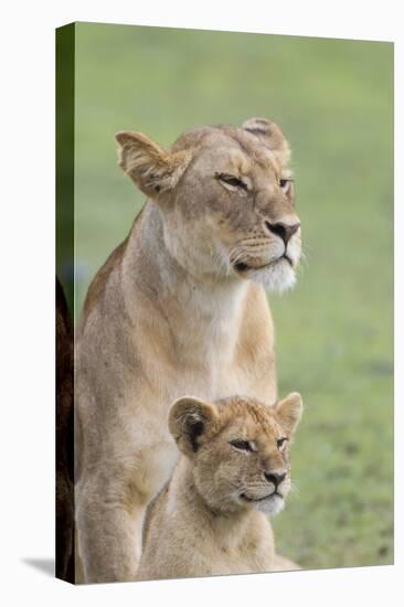 Lioness with its Female Cub, Standing Together, Side by Side-James Heupel-Premier Image Canvas