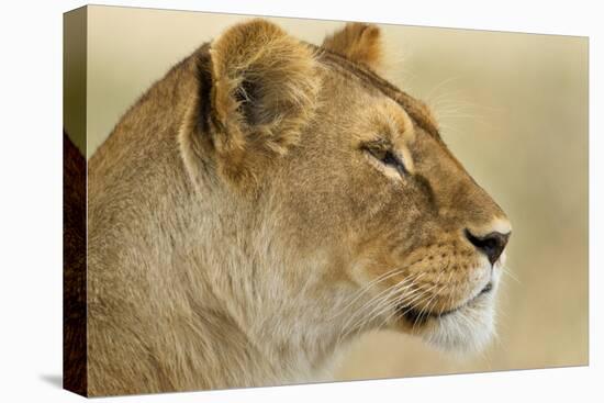 Lioness-null-Premier Image Canvas