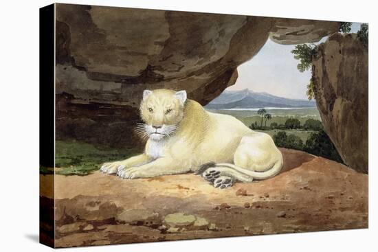 Lioness-Samuel Howitt-Premier Image Canvas