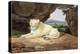 Lioness-Samuel Howitt-Premier Image Canvas