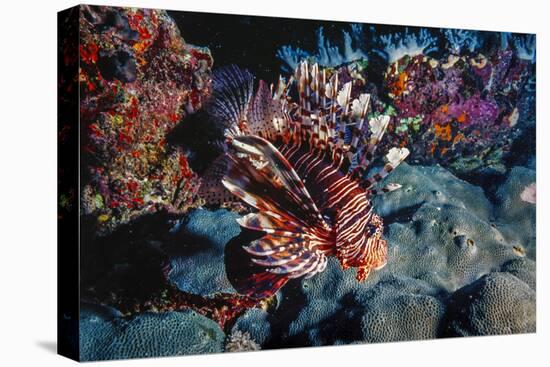 Lionfish at Daedalus Reef (Abu El-Kizan), Red Sea, Egypt-Ali Kabas-Premier Image Canvas