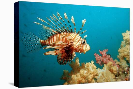 Lionfish or Turkeyfish (Pterois Volitans), Indian Ocean, Andaman Sea.-Reinhard Dirscherl-Premier Image Canvas