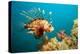 Lionfish or Turkeyfish (Pterois Volitans), Indian Ocean, Andaman Sea.-Reinhard Dirscherl-Premier Image Canvas