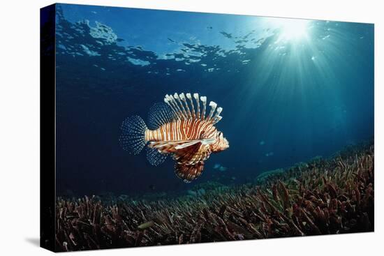 Lionfish or Turkeyfish (Pterois Volitans), Indonesia.-Reinhard Dirscherl-Premier Image Canvas