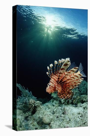 Lionfish or Turkeyfish (Pterois Volitans), Indonesia.-Reinhard Dirscherl-Premier Image Canvas