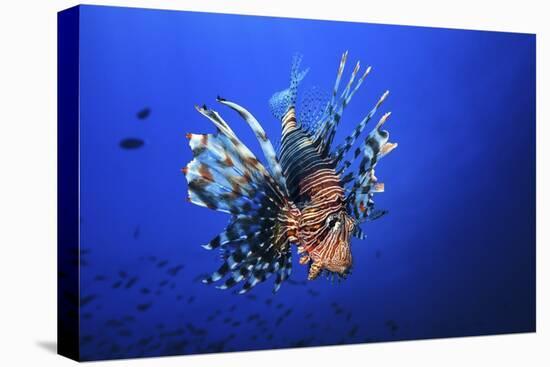 Lionfish-Barathieu Gabriel-Stretched Canvas