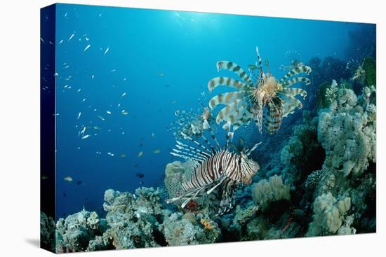Lionfishes or Turkeyfishes near a Coral Reef (Pterois Volitans), Indian Ocean.-Reinhard Dirscherl-Premier Image Canvas