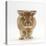 Lionhead X Lop Rabbit, Tedson, Running, Against White Background-Mark Taylor-Premier Image Canvas