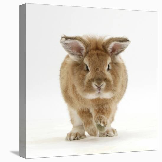 Lionhead X Lop Rabbit, Tedson, Running, Against White Background-Mark Taylor-Premier Image Canvas