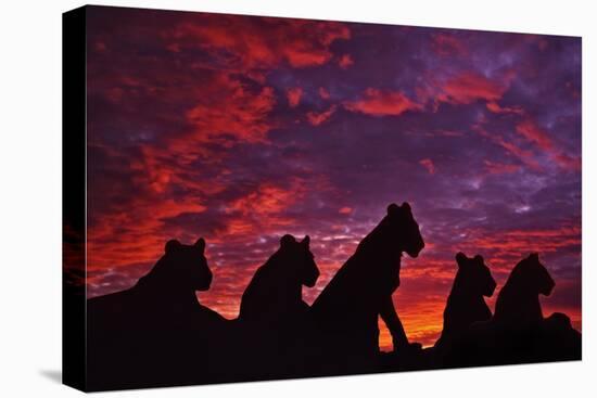 Lions at Sunset-null-Premier Image Canvas