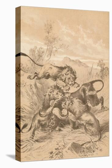 Lions Attacking A Buffalo, c1880-null-Premier Image Canvas