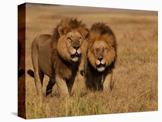 Lions, Duba Pride Males, Duba Plains, Okavango Delta, Botswana-Pete Oxford-Premier Image Canvas