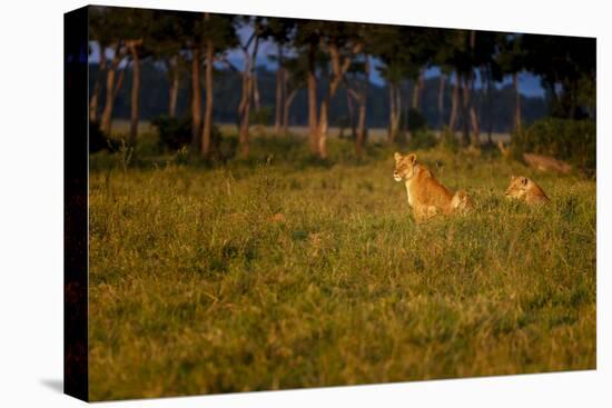 Lions (Panthera Leo) Resting at Sunrise, Masai Mara, Kenya, East Africa, Africa-Andrew Sproule-Premier Image Canvas