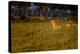 Lions (Panthera Leo) Resting at Sunrise, Masai Mara, Kenya, East Africa, Africa-Andrew Sproule-Premier Image Canvas