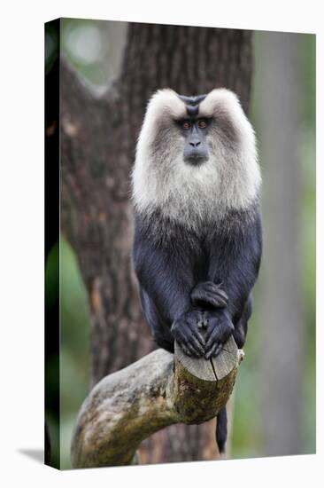 Liontail Macaque Male Sitting on Branch-null-Premier Image Canvas