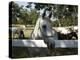 Lipizaner Horses in the World Famous Lipizaner Horses Farm, Lipica, Slovenia, Europe-Angelo Cavalli-Premier Image Canvas