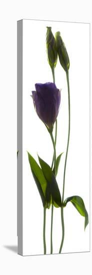 Lisianthus Duo-Julia McLemore-Premier Image Canvas