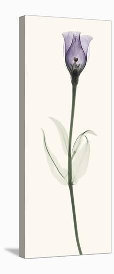 Lisianthus-Robert Coop-Stretched Canvas
