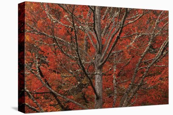 Lithia Park in Fall-David Winston-Stretched Canvas