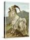 Lithograph of Mountain Goat-null-Premier Image Canvas