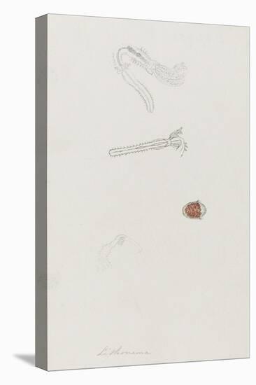 Lithonema: Marine Worm-Philip Henry Gosse-Premier Image Canvas