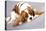 Litter Of Cavalier King Charles Spaniel-Lilun-Stretched Canvas