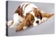 Litter Of Cavalier King Charles Spaniel-Lilun-Stretched Canvas