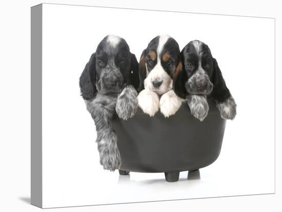 Litter Of Puppies - Three English Cocker Spaniel Puppies In A Black Kettle Isolated-Willee Cole-Premier Image Canvas