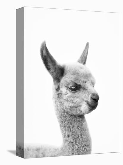 Little Alpaca-Sisi and Seb-Stretched Canvas