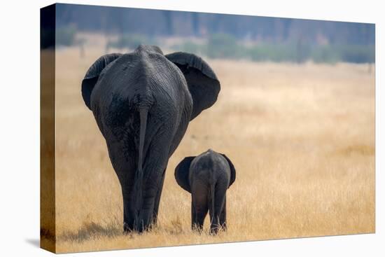 Little and Large, elephant calf and mother, Hwange National Park, Zimbabwe, Africa-Karen Deakin-Premier Image Canvas