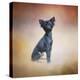 Little Angel Yorkie Poo-Jai Johnson-Premier Image Canvas