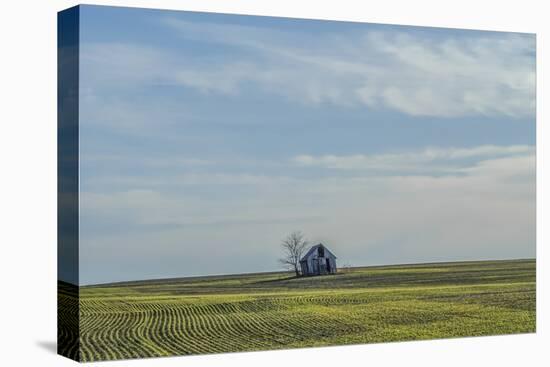 Little barn in the middle of a wheat field.-Michael Scheufler-Premier Image Canvas