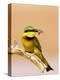 Little Bee-Eater Bird on Limb With Bee in Beak, Kenya-Joanne Williams-Premier Image Canvas