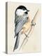 Little Bird on Branch II-Jennifer Paxton Parker-Stretched Canvas