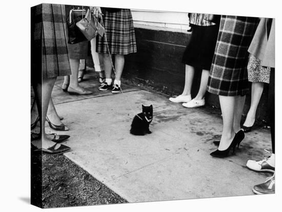 Little Black Kittens Waiting for Audition for Movie "Tales of Terror" in Hollywood-Ralph Crane-Premier Image Canvas