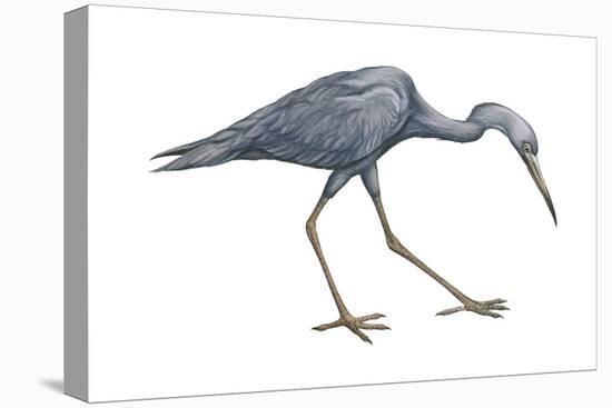 Little Blue Heron (Egretta Caerulea), Birds-Encyclopaedia Britannica-Stretched Canvas