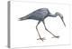 Little Blue Heron (Egretta Caerulea), Birds-Encyclopaedia Britannica-Stretched Canvas