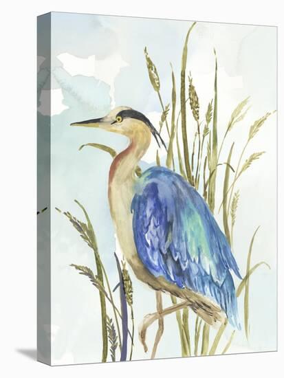 Little Blue Heron-Aimee Wilson-Stretched Canvas