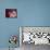 Little Briar Rose-Natasha Wescoat-Premier Image Canvas displayed on a wall