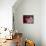 Little Briar Rose-Natasha Wescoat-Premier Image Canvas displayed on a wall