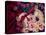 Little Briar Rose-Natasha Wescoat-Premier Image Canvas