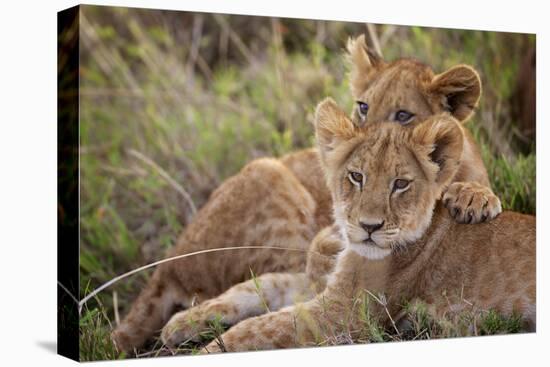 Little Buddies-Mark Bridger-Stretched Canvas