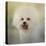 Little Cotton Ball Bichon Frise-Jai Johnson-Premier Image Canvas