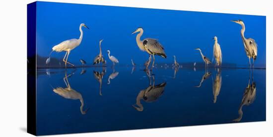 Little Egret (Egretta Garzetta) and Grey Herons (Ardea Cinerea) Reflected in Lake at Twilight-Bence Mate-Premier Image Canvas