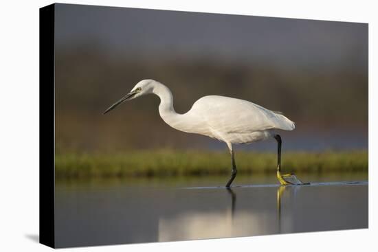 Little egret (Egretta garzetta), Zimanga private game reserve, KwaZulu-Natal-Ann and Steve Toon-Premier Image Canvas