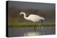 Little egret (Egretta garzetta), Zimanga private game reserve, KwaZulu-Natal-Ann and Steve Toon-Premier Image Canvas